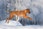 Un Rhodesian Ridgeback en train de bondir dans la neige