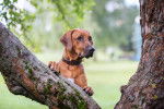 Un Rhodesian Ridgeback qui s'appui sur un tronc d'arbre