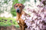Un Rhodesian Ridgeback assis dans un jardin