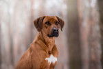 Un Rhodesian Ridgeback pris en photo dans les bois