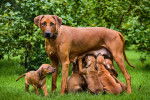 Une femelle Rhodesian Ridgeback en train d'allaiter ses petits
