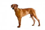 Un Rhodesian Ridgeback sur fond blanc