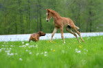 Un Rhodesian Ridgeback jouant avec un cheval dans une prairie