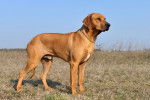 Photo Rhodesian Ridgeback