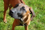 Maya! - Rhodesian Ridgeback (1 an)