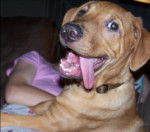 Copper - Rhodesian Ridgeback Mâle (1 an)