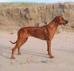 Duni - Rhodesian Ridgeback (3 ans)