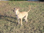 Pumbaa - Rhodesian Ridgeback Femelle (1 an)