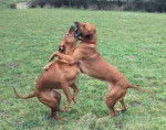 Rhodesian Ridgeback - Rhodesian Ridgeback