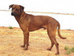 Prince - Rhodesian Ridgeback