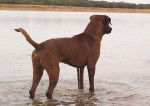 Prince - Rhodesian Ridgeback