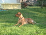 Photo Rhodesian Ridgeback