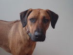 Leo - Rhodesian Ridgeback Mâle (1 an)
