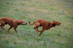 Photo Rhodesian Ridgeback
