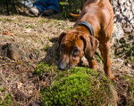 Photo Rhodesian Ridgeback