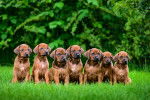 Une portée de chiots Rhodesian Ridgeback assis côte à côte dans l'herbe