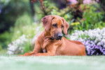 Photo Rhodesian Ridgeback