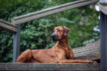 Photo Rhodesian Ridgeback