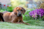 Photo Rhodesian Ridgeback