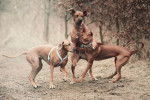 Trois Rhodesian Ridgeback en train de s'amuser