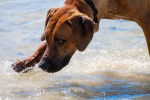 Photo Rhodesian Ridgeback