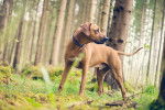 Un Rhodesian Ridgeback qui se promène dans une forêt