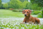 Photo Rhodesian Ridgeback