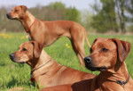 Photo Rhodesian Ridgeback