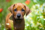 Photo Rhodesian Ridgeback