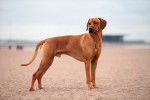 Photo Rhodesian Ridgeback