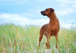 Photo Rhodesian Ridgeback