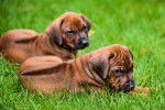 Photo Rhodesian Ridgeback