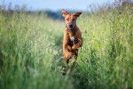 Un Rhodesian Ridgeback en train de courir dehors