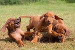 Des chiots Rhodesian Ridgeback en train de jouer dans l'herbe