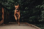 Un Rhodesian Ridgeback en train de courir vers l'objectif