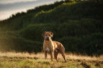 Un Rhodesian Ridgeback en promenade à la campagne
