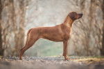 Un Rhodesian Ridgeback en position statique au milieu d'un sentier