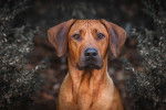 Un Rhodesian Ridgeback face à l'objectif