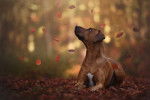 Un Rhodesian Ridgeback qui regarde des feuilles d'automne tomber