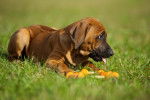Un chiot Rhodesian Ridgeback allongé dans l'herbe