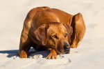 Un Rhodesian Ridgeback allongé sur le sable d'une plage