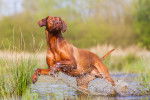 Photo Rhodesian Ridgeback