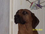 louloute - Rhodesian Ridgeback Femelle