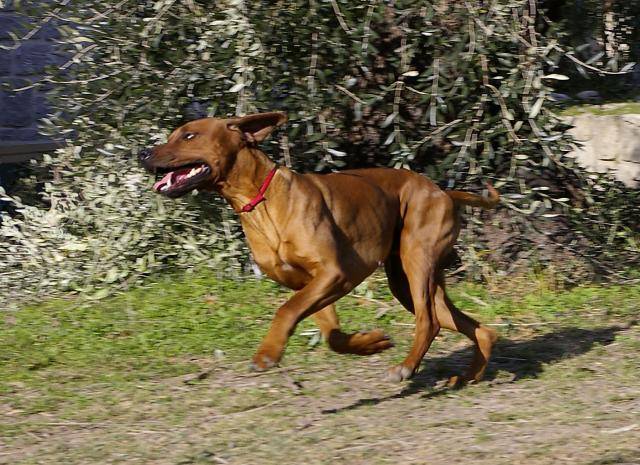 Rhodesian Ridgeback - Ugo Lumumba - Rhodesian Ridgeback