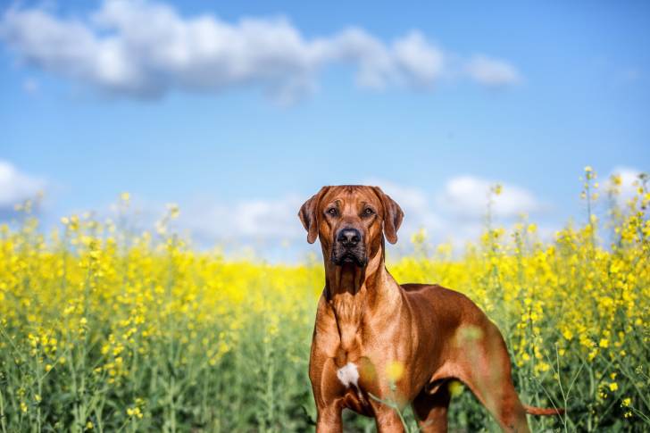 Photo Rhodesian Ridgeback