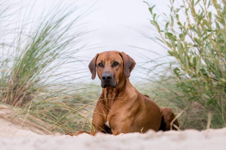 Photo Rhodesian Ridgeback