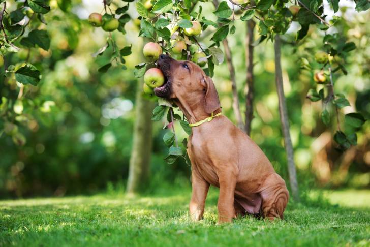 Un jeune Rhodesian Ridgeback en train de croquer une pomme