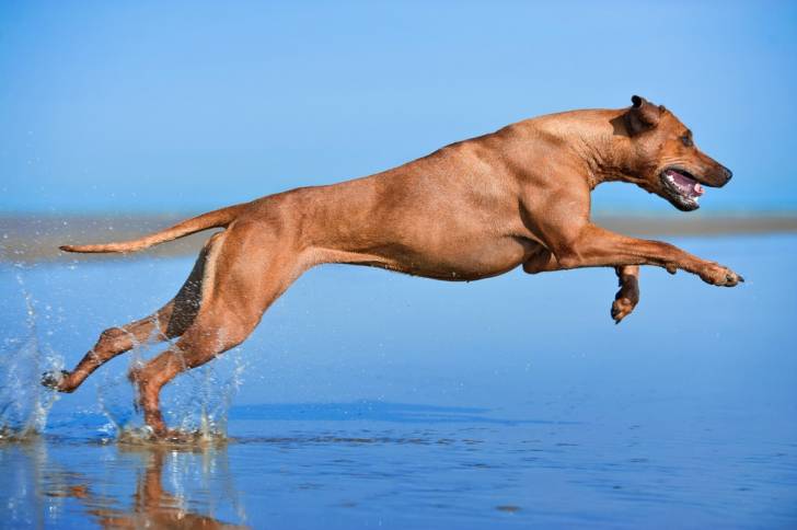 Un Rhodesian Ridgeback en train de bondir dans l'eau