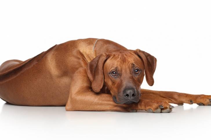 Un Rhodesian Ridgeback allongé avec fond blanc