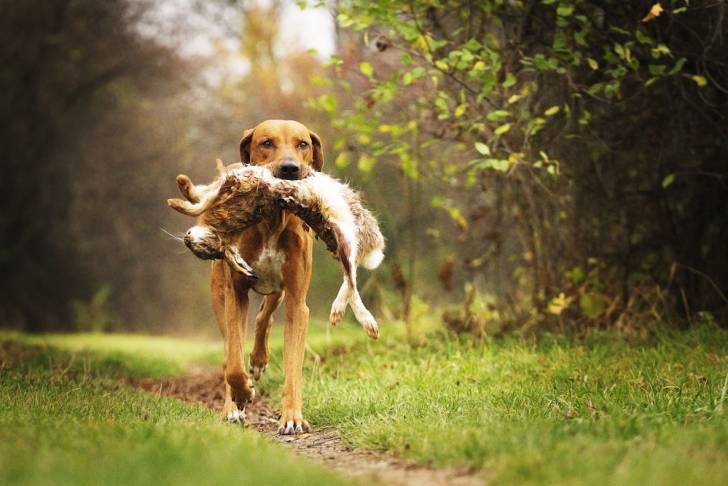 Un Rhodesian Ridgeback avec un lévrier dans la gueule